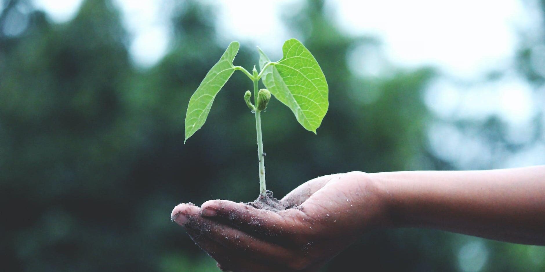person holding a green plant
