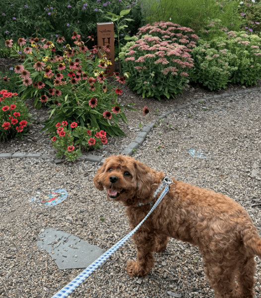 Image of Molly Dube's dog.